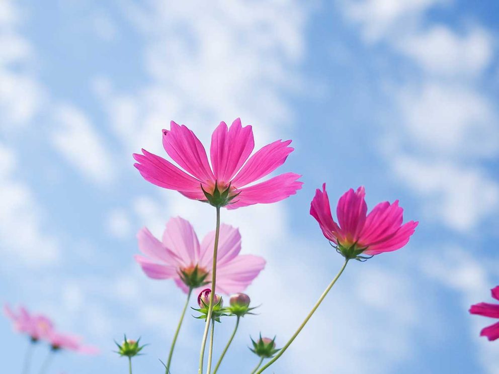 なんだか調子が悪い…。原因は季節の変わり目かも？