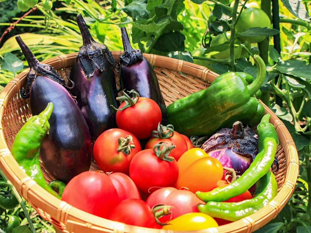 夏バテ予防に夏野菜で「気」を高めよう