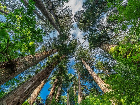 花粉症による鼻炎でお悩みの方へ