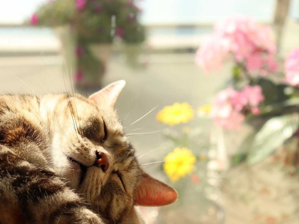 春は睡眠の質を上げよう