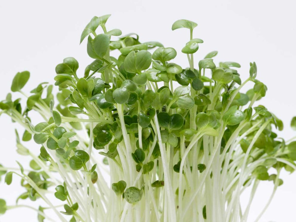 9月18日は「かいわれ大根の日」