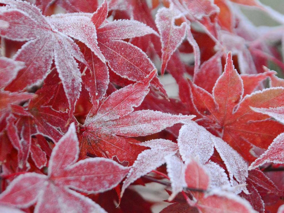 秋が深まる「霜降」