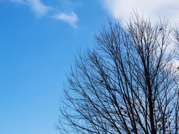 空気の乾燥は皮膚病・風邪のもと