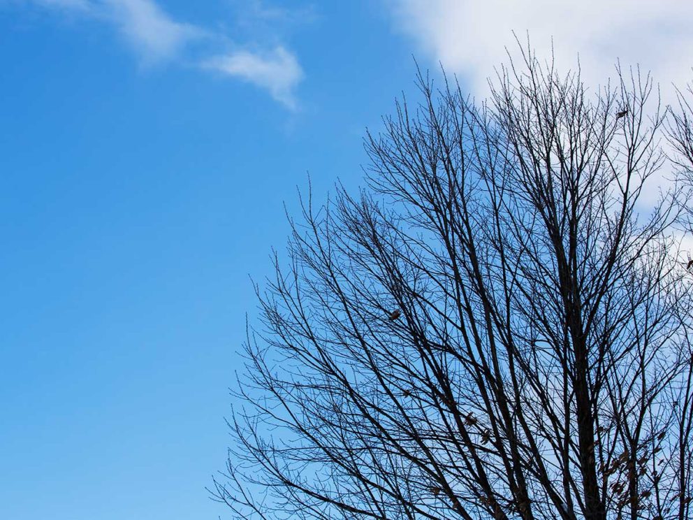空気の乾燥は皮膚病・風邪のもと
