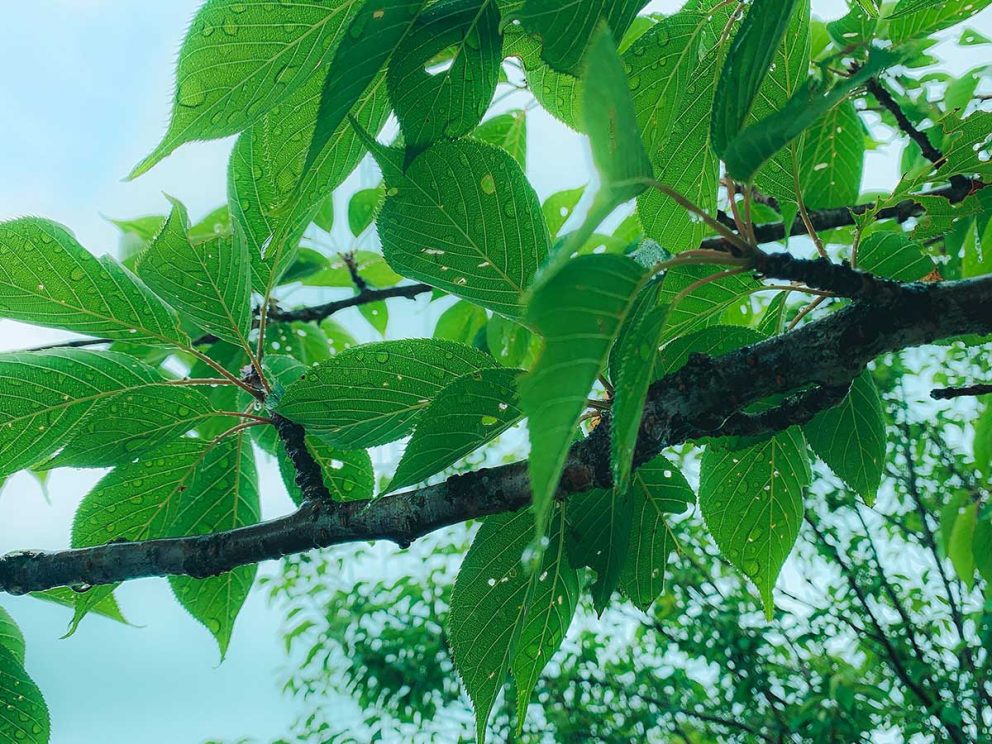 梅雨時期は気温差にご注意