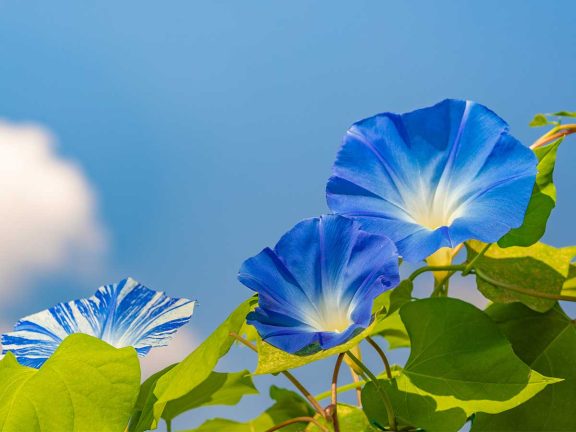 エソラ漢方通信Web版 VOL.5